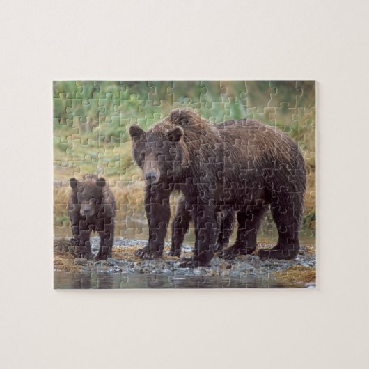 bruin beer, Ursus arctos, grizzly beer, Ursus 3 Legpuzzel (Horizontaal)
