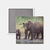 bruin beer, Ursus arctos, grizzly beer, Ursus 3 Magneet (Voorkant / Achterkant)