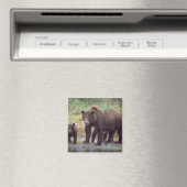bruin beer, Ursus arctos, grizzly beer, Ursus 3 Magneet (Insitu (Vaatwasser))