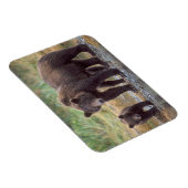 bruin beer, Ursus arctos, grizzly beer, Ursus 3 Magneet (Rechterzijde)