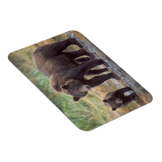 bruin beer, Ursus arctos, grizzly beer, Ursus 3 Magneet (Rechterzijde)