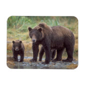 bruin beer, Ursus arctos, grizzly beer, Ursus 3 Magneet (Horizontaal)