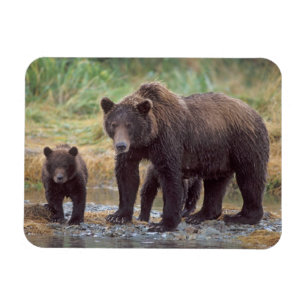 bruin beer, Ursus arctos, grizzly beer, Ursus 3 Magneet