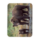 bruin beer, Ursus arctos, grizzly beer, Ursus 3 Magneet (Verticaal)