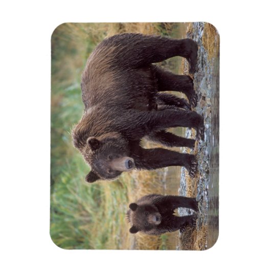 bruin beer, Ursus arctos, grizzly beer, Ursus 3 Magneet (Verticaal)
