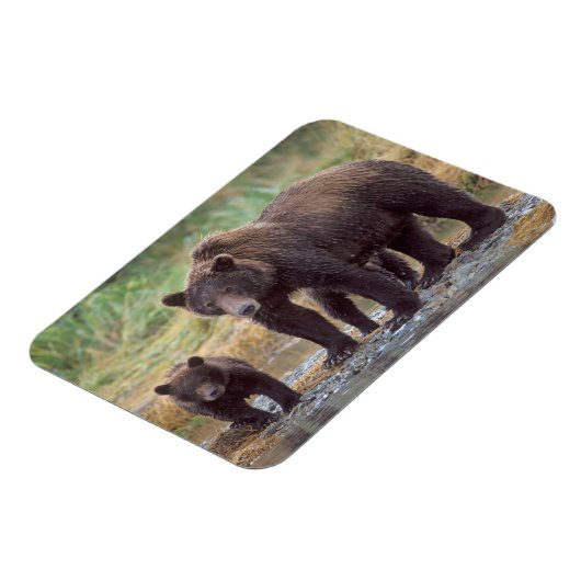 bruin beer, Ursus arctos, grizzly beer, Ursus 3 Magneet (Linkerzijde)