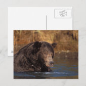 bruin beer, Ursus arctos, grizzly beer, Ursus 5 Briefkaart (Voorkant / Achterkant)