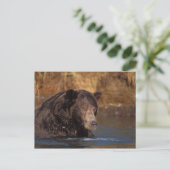 bruin beer, Ursus arctos, grizzly beer, Ursus 5 Briefkaart (Staand voorkant)