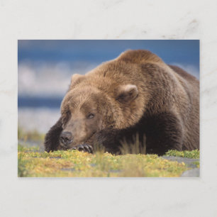 bruin beer, Ursus arctos, grizzly beer, Ursus 8 Briefkaart