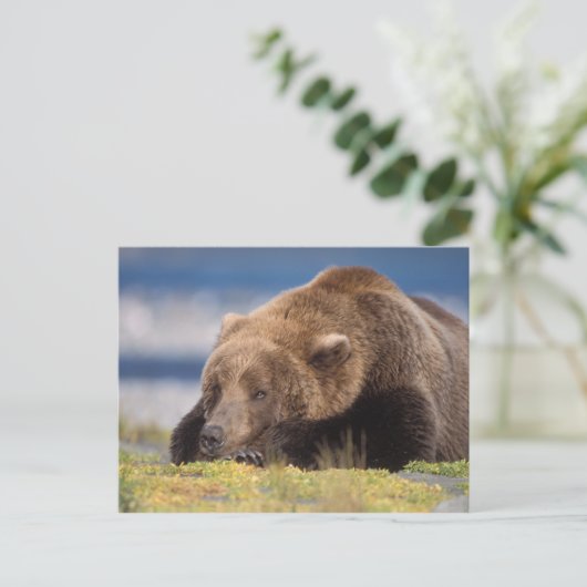 bruin beer, Ursus arctos, grizzly beer, Ursus 8 Briefkaart (Staand voorkant)