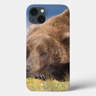 bruin beer, Ursus arctos, grizzly beer, Ursus 8 iPhone 13 Hoesje