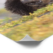 bruin beer, Ursus arctos, grizzly beer, Ursus 8 Poster (Hoek)