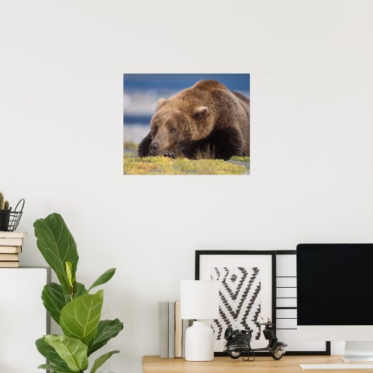 bruin beer, Ursus arctos, grizzly beer, Ursus 8 Poster (Thuiskantoor)