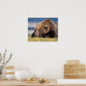 bruin beer, Ursus arctos, grizzly beer, Ursus 8 Poster (Keuken)