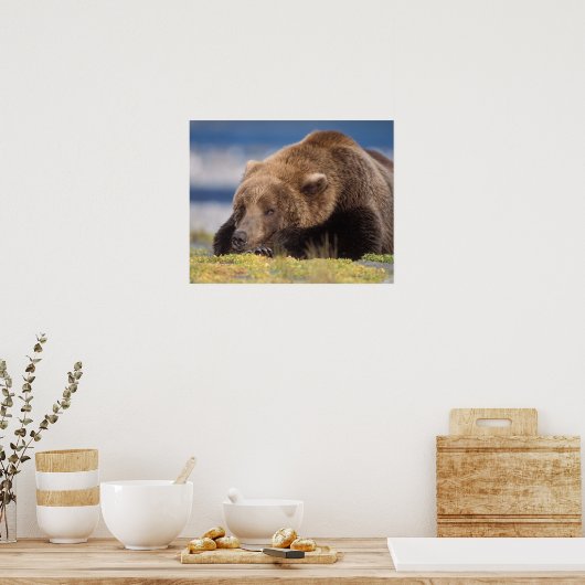 bruin beer, Ursus arctos, grizzly beer, Ursus 8 Poster (Keuken)