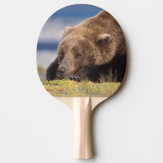 bruin beer, Ursus arctos, grizzly beer, Ursus 8 Tafeltennisbatje (Voorkant)
