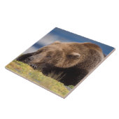 bruin beer, Ursus arctos, grizzly beer, Ursus 8 Tegeltje (Zijkant)