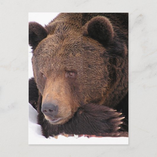 Bruin Beer Winter Briefkaart (Voorkant)