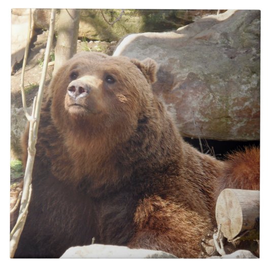 Bruin beren uitzichten keramische tegel tegeltje (Voorkant)