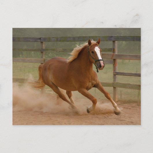 Bruin Briefkaart (Voorkant)