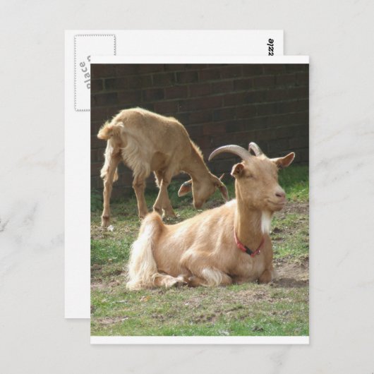 Bruin Briefkaart (Voorkant / Achterkant)