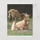 Bruin Briefkaart (Voorkant)