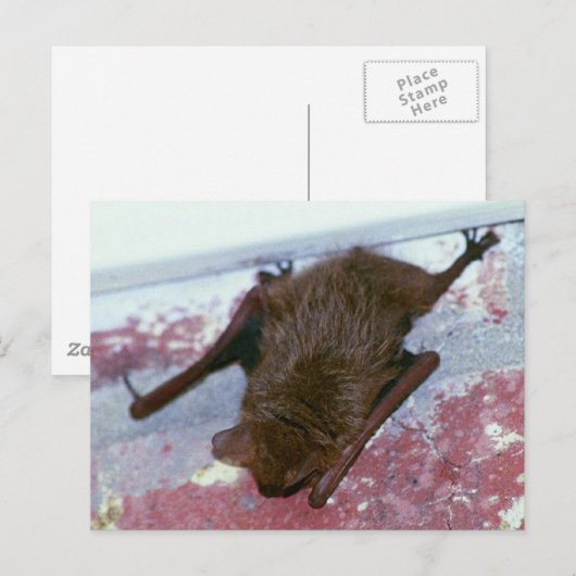 Bruin Briefkaart (Voorkant / Achterkant)