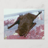 Bruin Briefkaart (Voorkant)