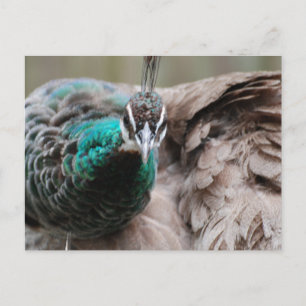 Bruin Briefkaart Peacock