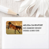 Bruin Bucking Paard Fotografie Speels en Wild Etiket (Insitu)