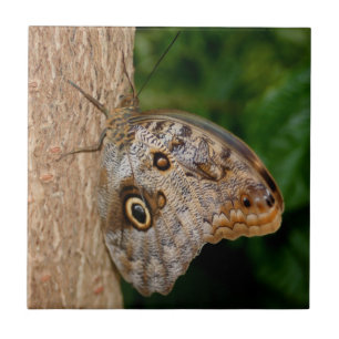 Bruin Butterfly Animal Tegeltje