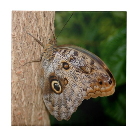 Bruin Butterfly Animal Tegeltje (Voorkant)