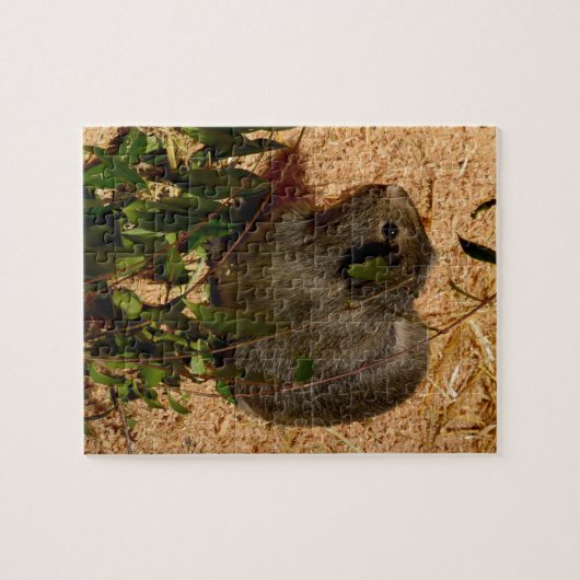 Bruin cavia, legpuzzel (Horizontaal)