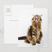 Bruin Classic Main Coon Tabby Briefkaart (Voorkant / Achterkant)