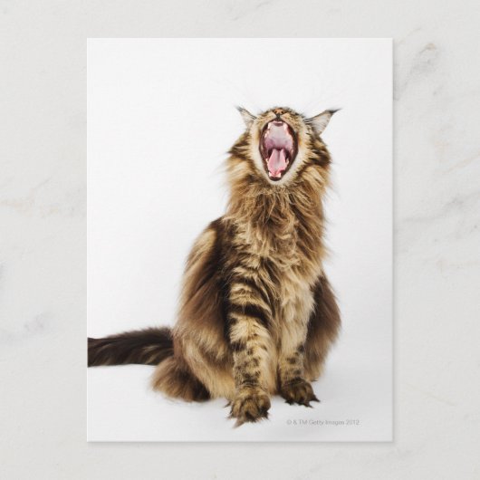 Bruin Classic Main Coon Tabby Briefkaart (Voorkant)