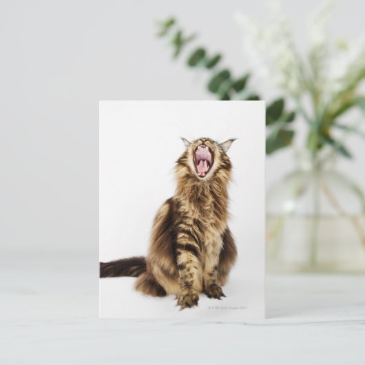 Bruin Classic Main Coon Tabby Briefkaart (Staand voorkant)