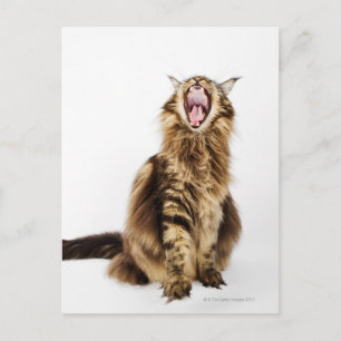 Bruin Classic Main Coon Tabby Briefkaart