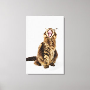 Bruin Classic Main Coon Tabby Canvas Afdruk