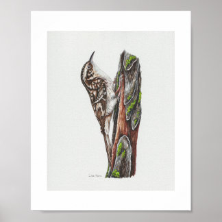Bruin Creeper Art Print