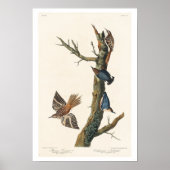 Bruin Creeper en Californisch Nuthatch van Audubon Poster (Voorkant)
