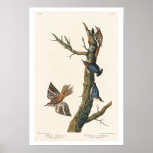 Bruin Creeper en Californisch Nuthatch van Audubon Poster