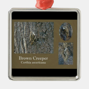 Bruin Creeper Songbird Coordinating Items Metalen Ornament
