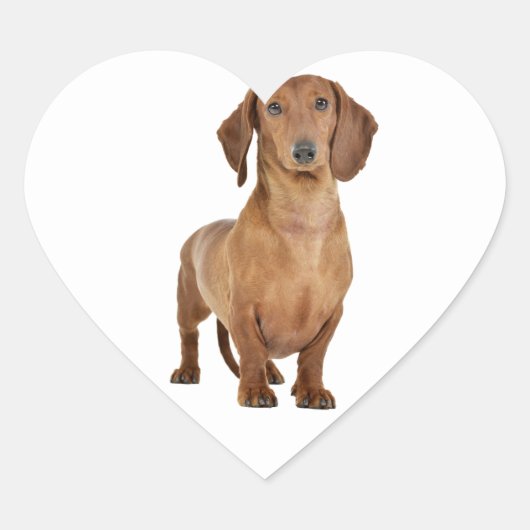 Bruin Dachshund Puppy Hond Liefde Hart Hart Sticker (Voorkant)