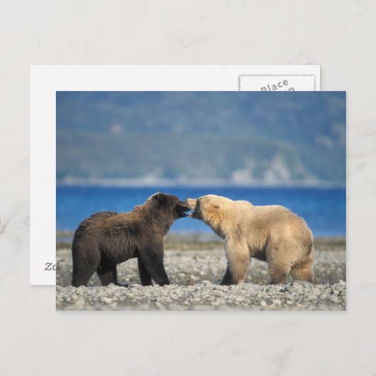 Bruin draag, grizzly, spel op het strand, briefkaart (Voorkant / Achterkant)
