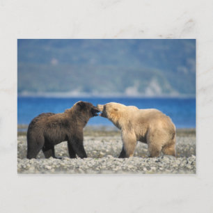 Bruin draag, grizzly, spel op het strand, briefkaart