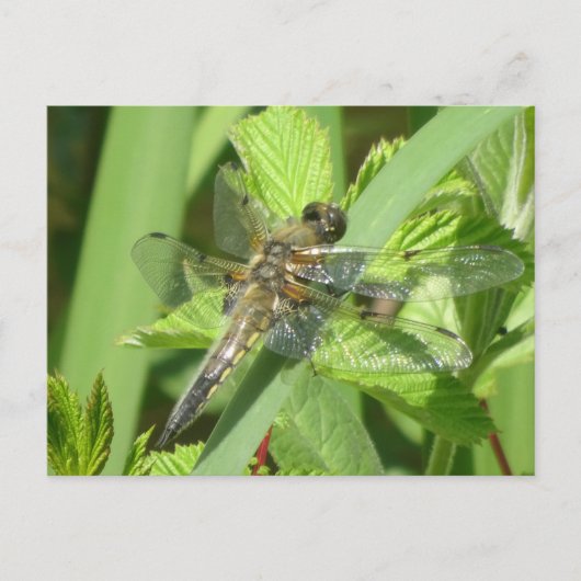 Bruin Dragonfly DIY-Briefkaart Briefkaart (Voorkant)