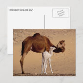 Bruin Dromedary Moeder Kameel en Wit Kalf Briefkaart (Voorkant / Achterkant)