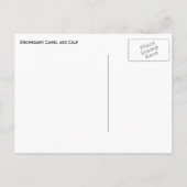 Bruin Dromedary Moeder Kameel en Wit Kalf Briefkaart (Achterkant)