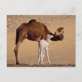 Bruin Dromedary Moeder Kameel en Wit Kalf Briefkaart (Voorkant)