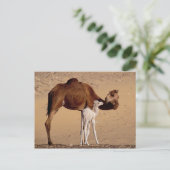 Bruin Dromedary Moeder Kameel en Wit Kalf Briefkaart (Staand voorkant)